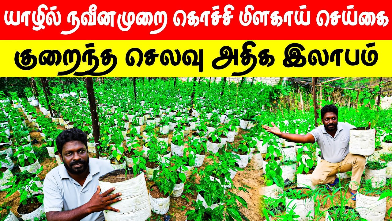 சிறிய இடத்தில் 5000 கன்றுகள் அசத்திய விவசாயி | #Jaffna #homegarden