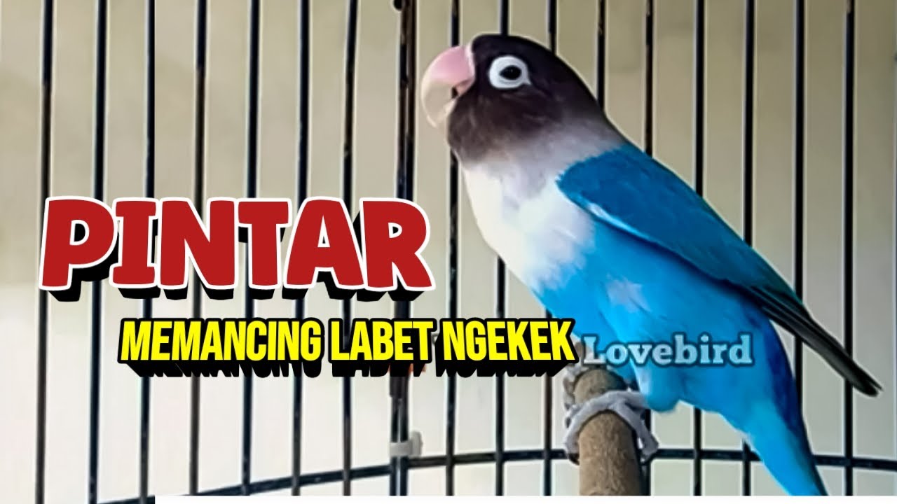 LB Fighter GACOR Ngekek Panjang, PINTAR MEMANCING LAWAN Ikut Bunyi