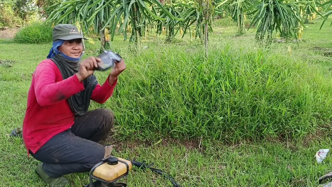 POTONG RUMPUT KLILING DURIAN