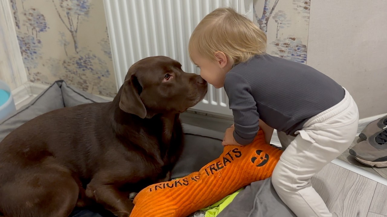 Забавные диалоги между ребенком и собакой, такие милые 🐶💕