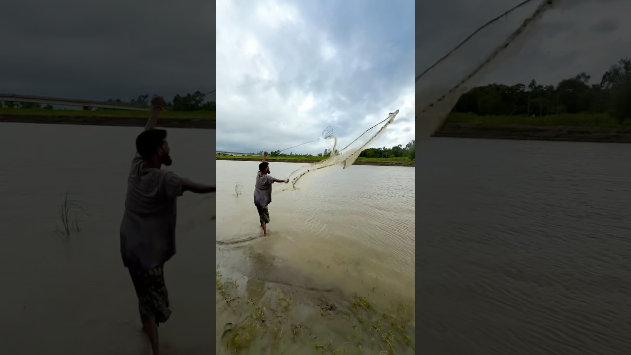 Catching Fish from Between Tree Roots in the River #fishing