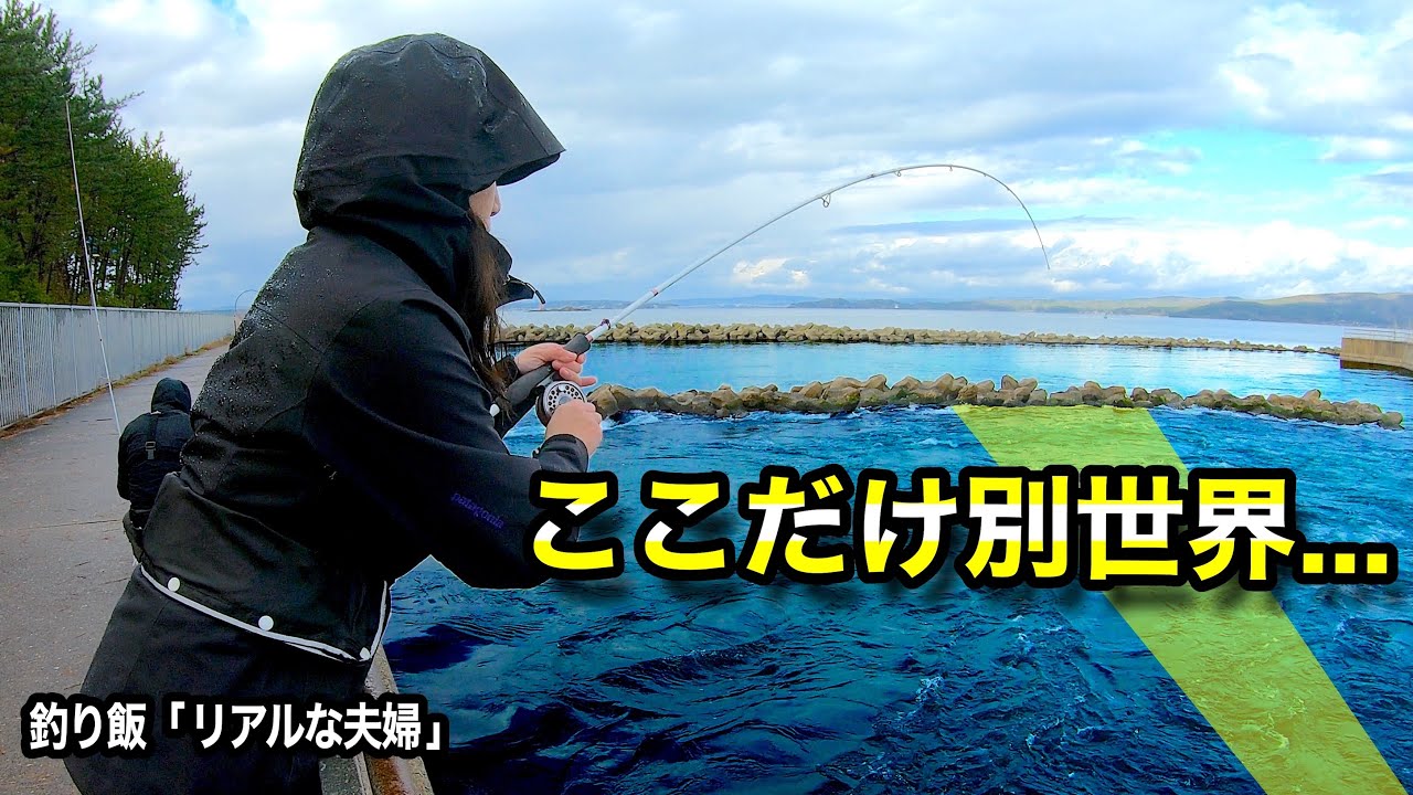 【魚影が濃すぎる】激流温排水で脂がのり良すぎた魚を追った日