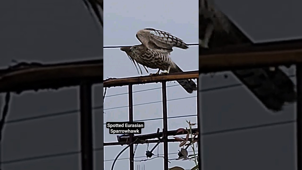 Endangered Bird #shorts #birds #viral