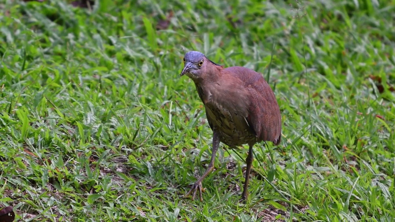 2026 02 21 Malayan Night Heron