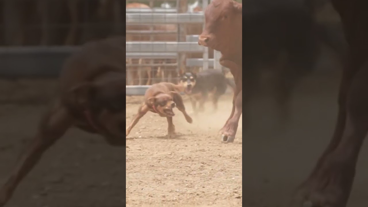 Working Dogs in Action | Australian Working Kelpie | Dogs in Slow Mo | Dogs with Jobs | Muster Dogs