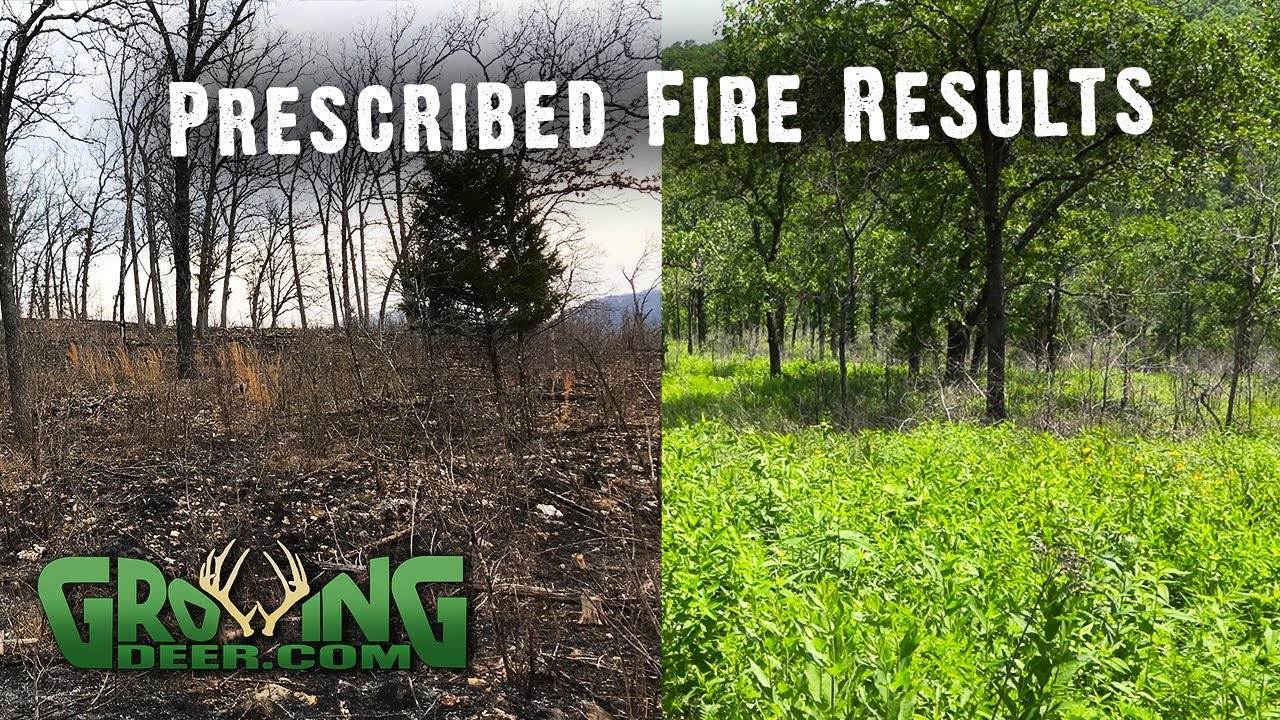 Deer Management: How to Improve the Quality of Native Browse and Food Plots (#497) @GrowingDeer.tv