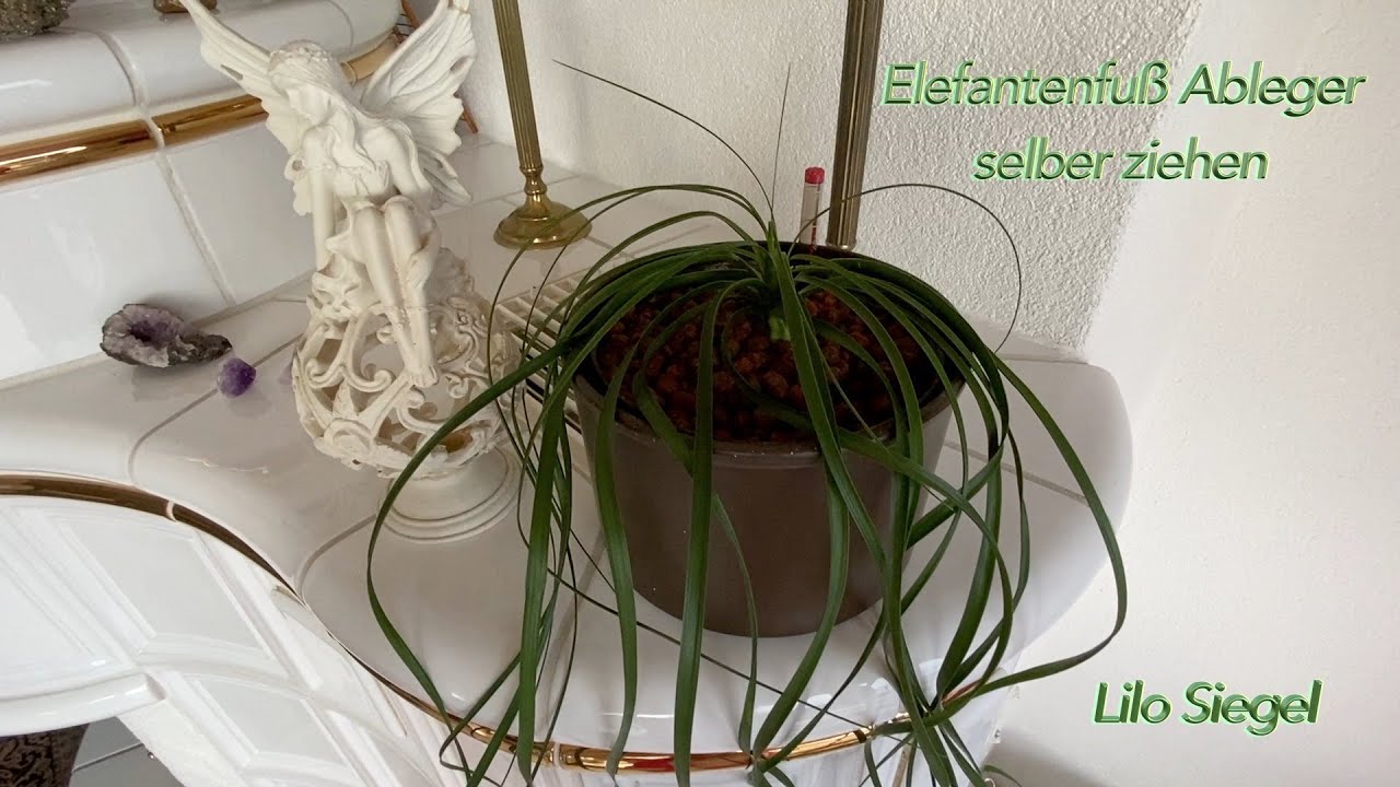 Elefantenfuß Ableger selber ziehen - Lilo Siegel