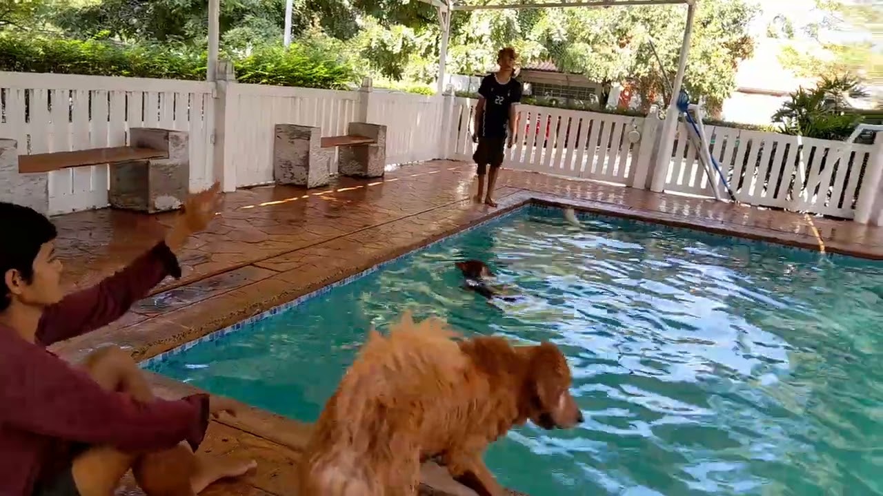 dogs are fun ......