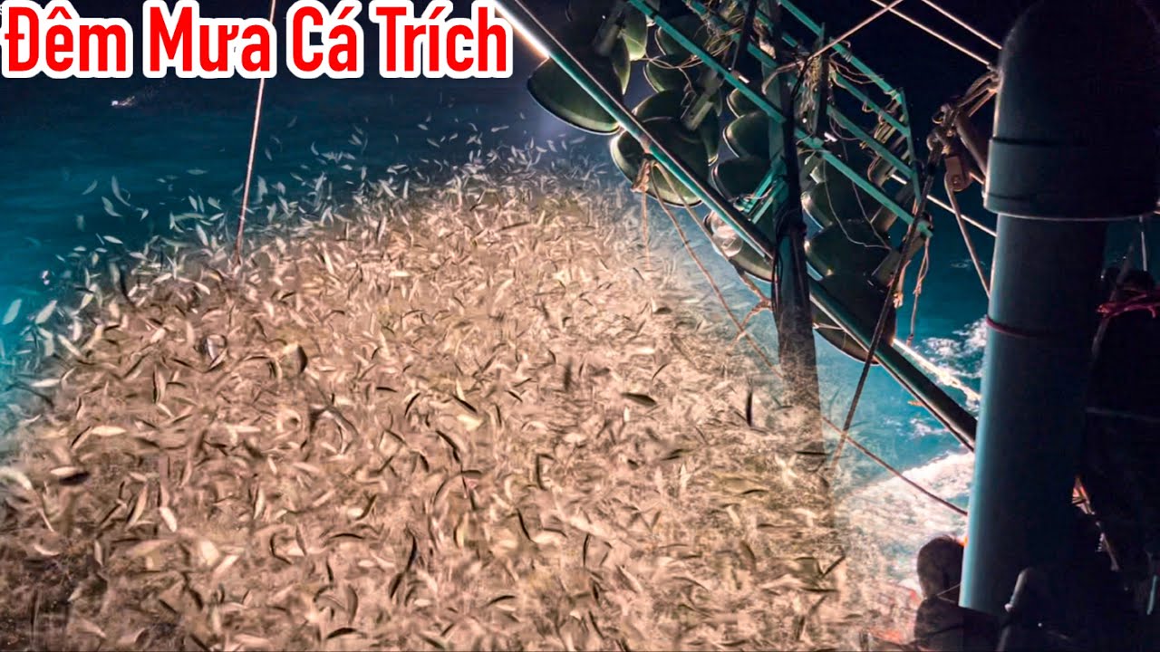 Mành Pha 8 | Trúng Hơn 7 Tấn Cá Trích | Đêm Lưới Đẹp Mắt Nhất Em Sơn Từng Thấy
