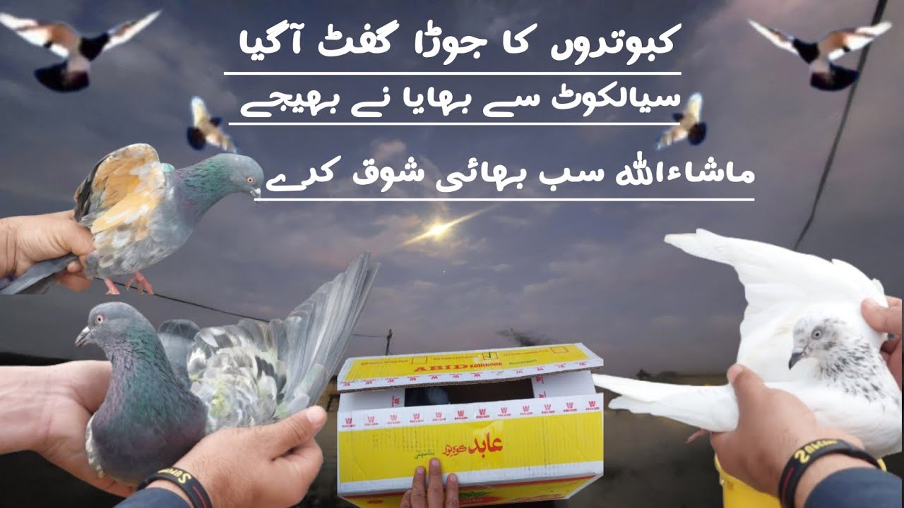 “Amazing Gift From Sialkot 🇵🇰 | Most Beautiful Pigeon Pair Ever 🕊️🔥” Mughal pigeon club 