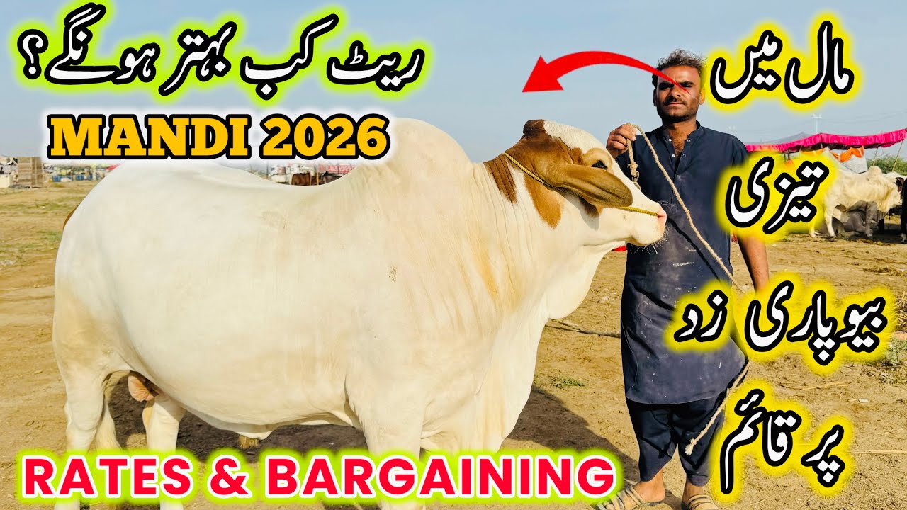 Northern Bypass Mandi Latest 16 April 2026 | Karachi Cattle Collection 