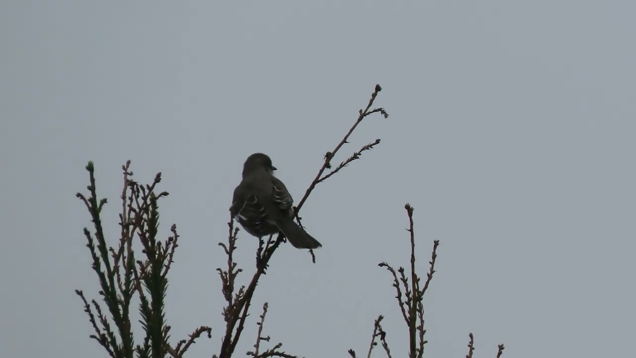 A mocking bird's  morning concert