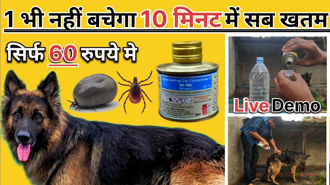Ticks ko marne ke liye dawai | Dogs se ticks ko marne ki dawa | ticks solution for dogs
