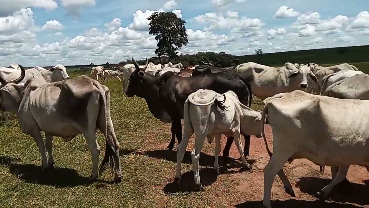 A lida no sítio 