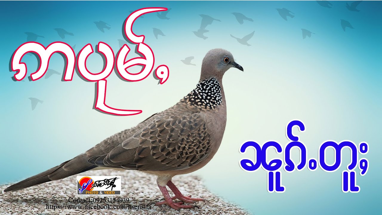 ဢပုမ်ႇ - ၼူၵ်ႉတူႈ