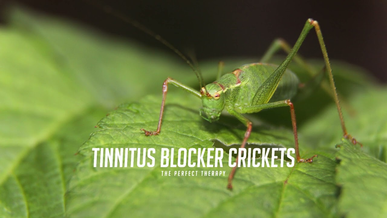 Mask Tinnitus and Sleep Peacefully with Cricket Sounds and Rain!