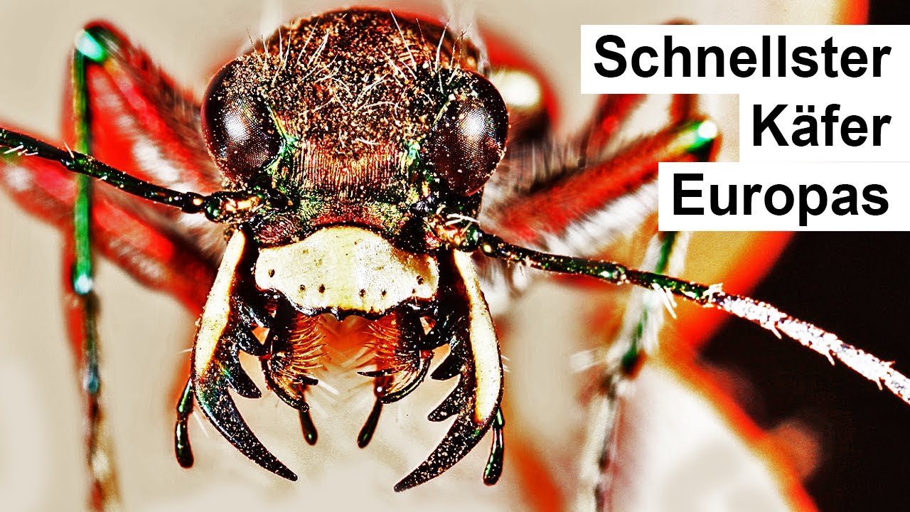 So besiegt der schnellste Käfer Europas größere Tiere