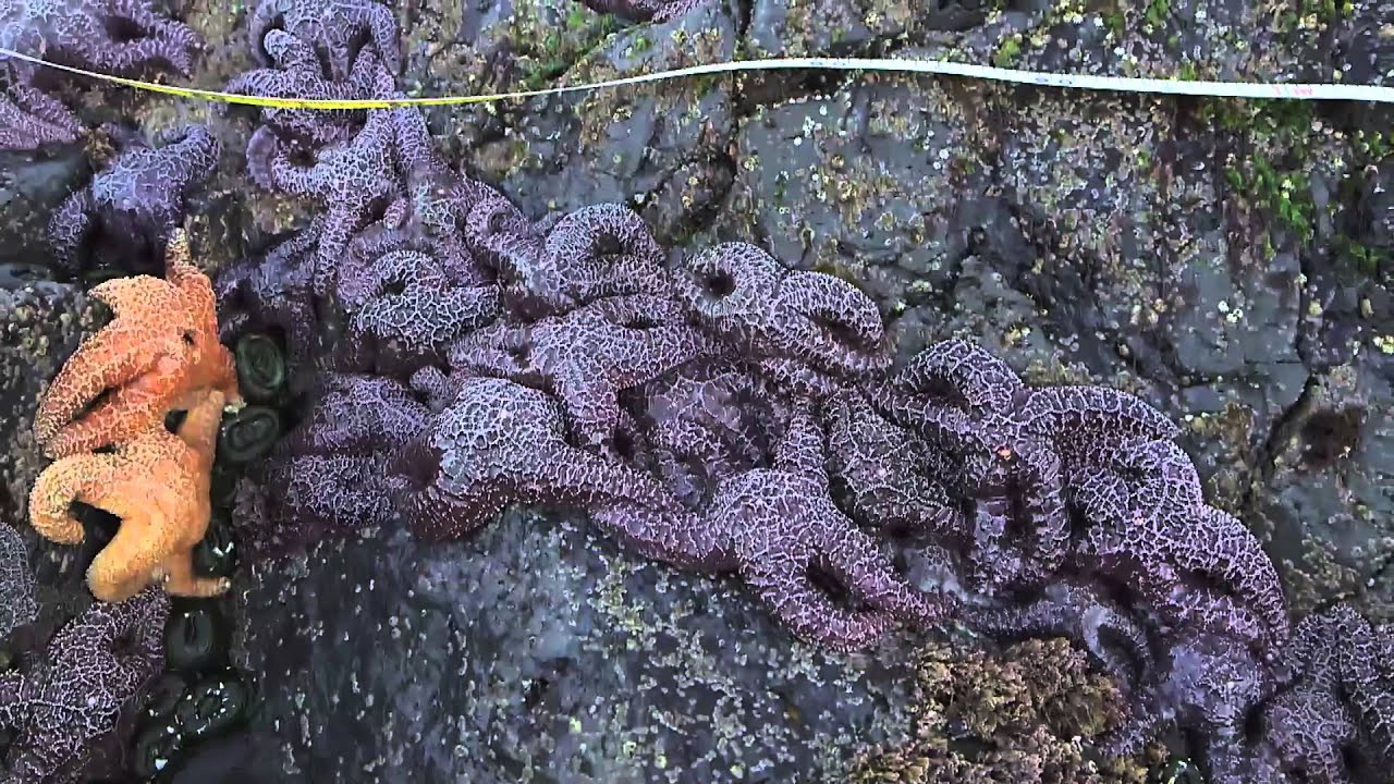 Scientists Solve Mystery Of West Coast Starfish Die-Off