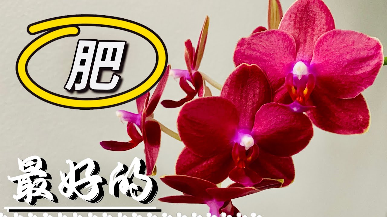 「22009」养兰花，这才是最好的肥，兰花用肥基础知识，新手更易掌握，远离误区 // 静姐说花847