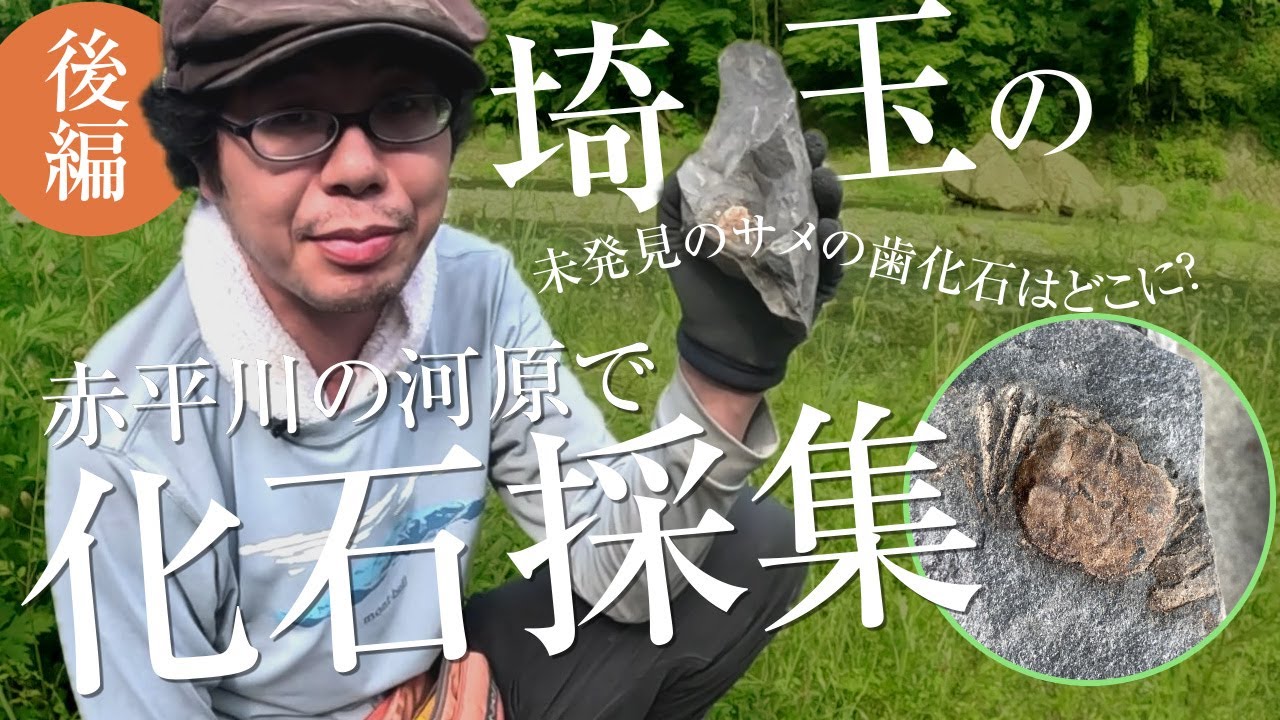 続・サメの歯の化石を求めて！まずは埼玉県の小鹿野町で「カニ」の化石を採集できました！