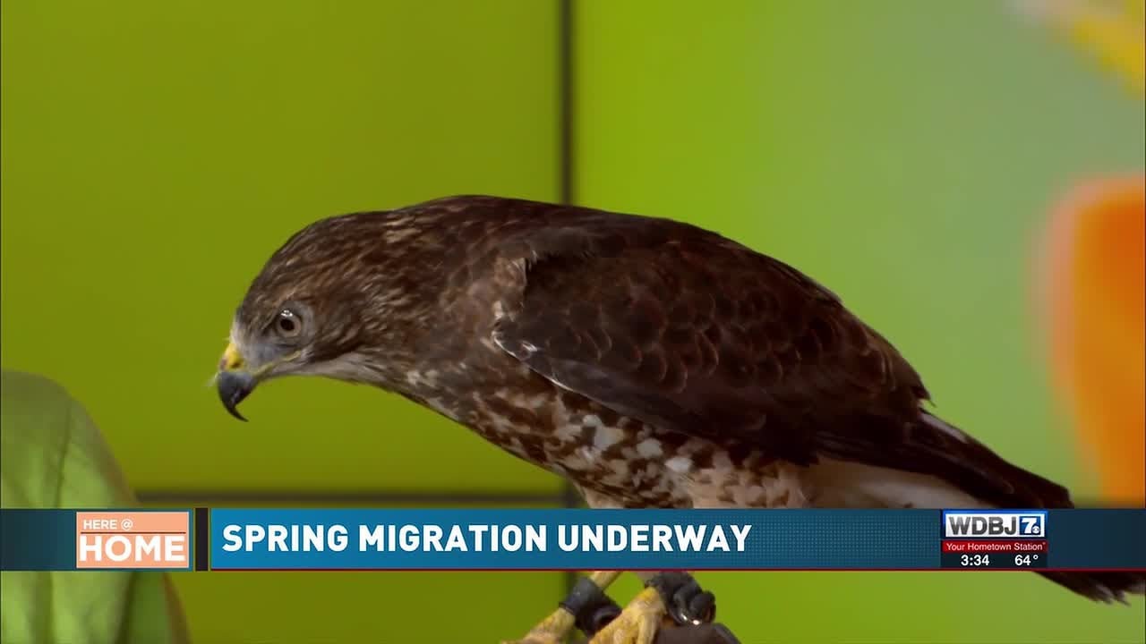 Simple Switch Could Save Thousands of Birds During Migration Season