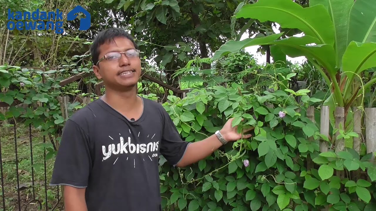Kandank Oewang - Mengenal Tanaman Legum 