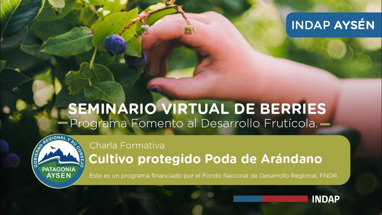Cultivo protegido Poda de Arándano - Seminario de Berries