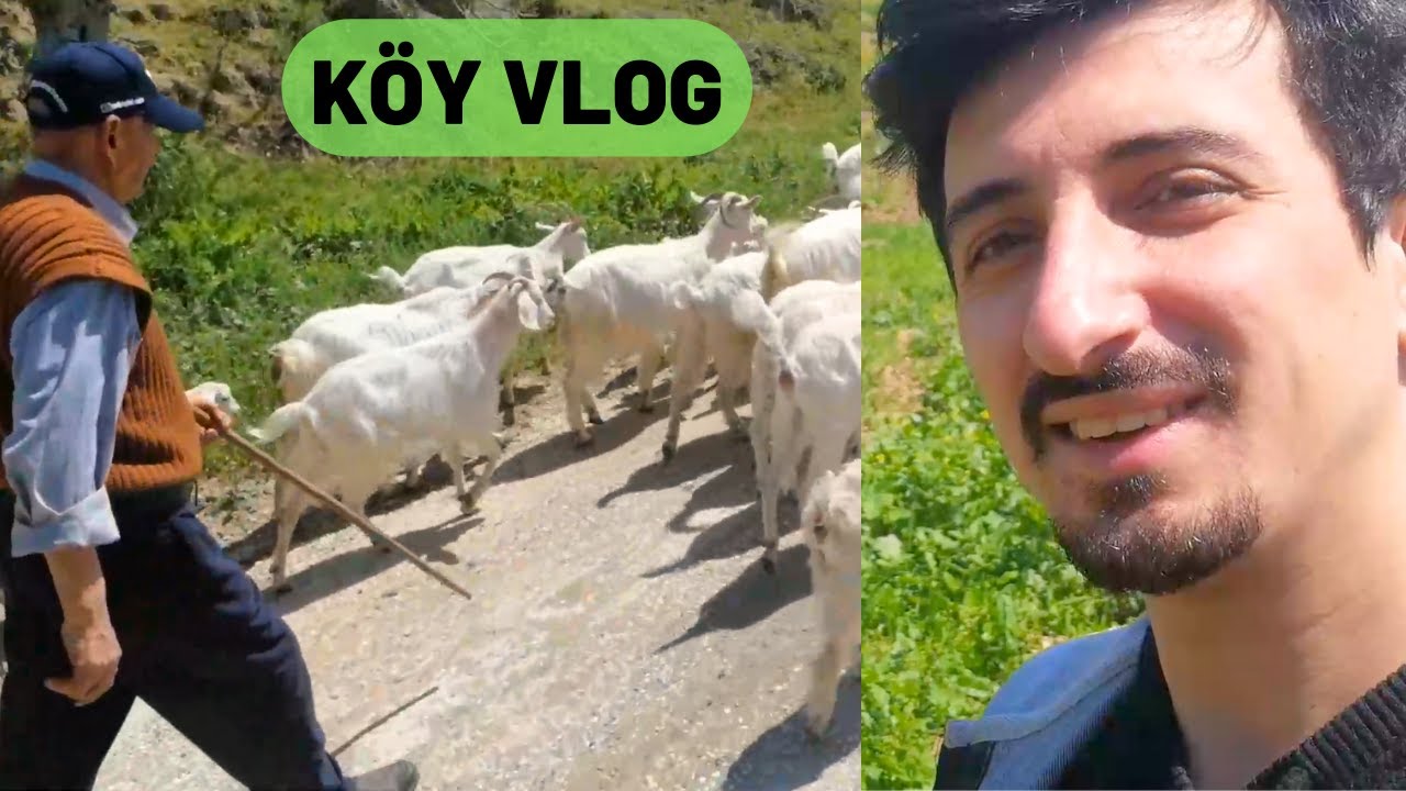 KÖY VLOGU | KEÇİ OTLATTIK  |  SAKARYA GEYVE