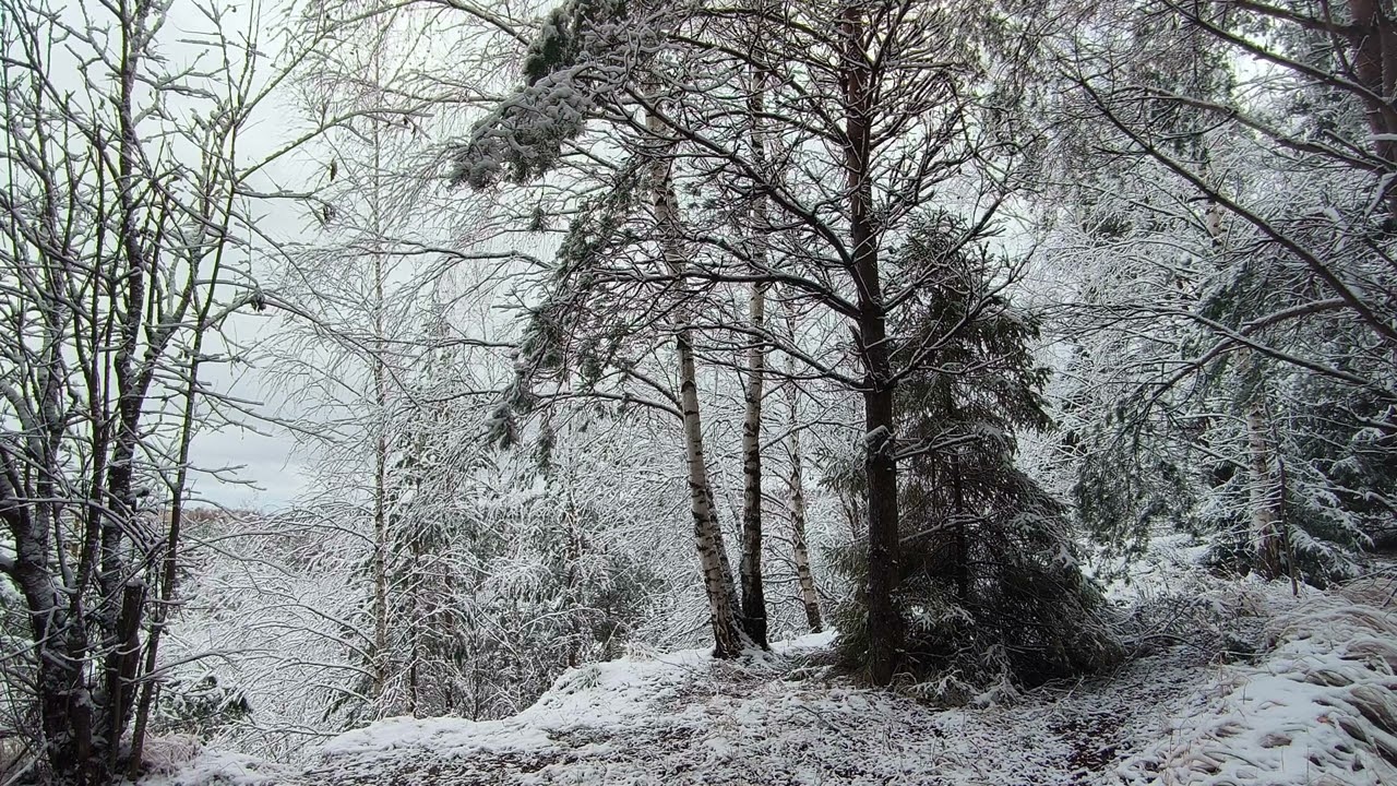 Snowy Forest. pt.27. November 2024