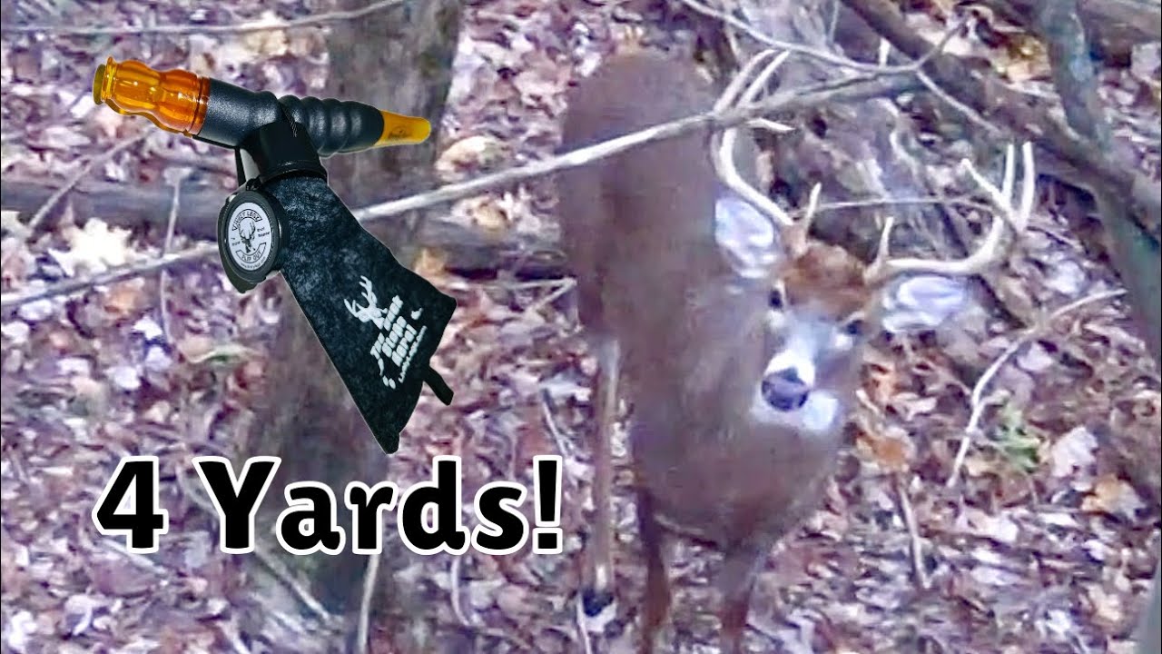 Как привлечь белохвостых оленей/Успех на общественных землях