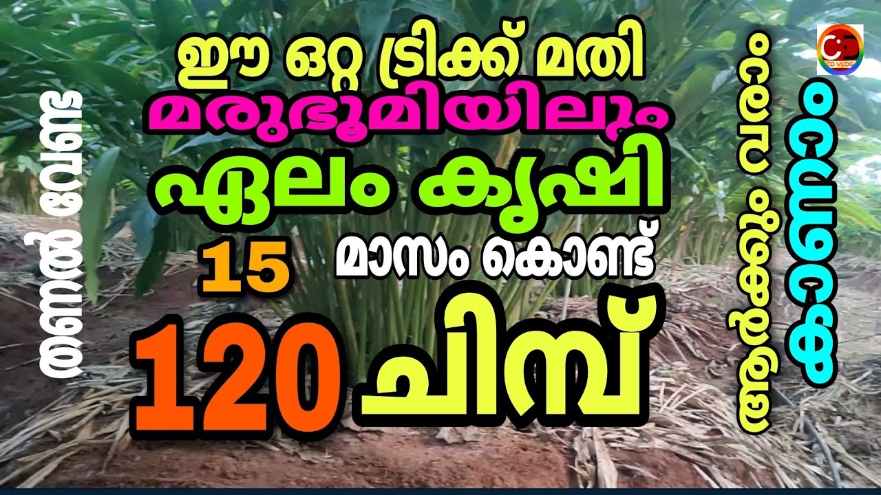 ഈ ഒറ്റ ട്രിക്ക് മതി മരുഭൂമിയിലും ഏലം കൃഷി ചെയ്യാം / 15 മാസം   120 ചിമ്പ് / ആർക്കും കാണാം / #cdvlog