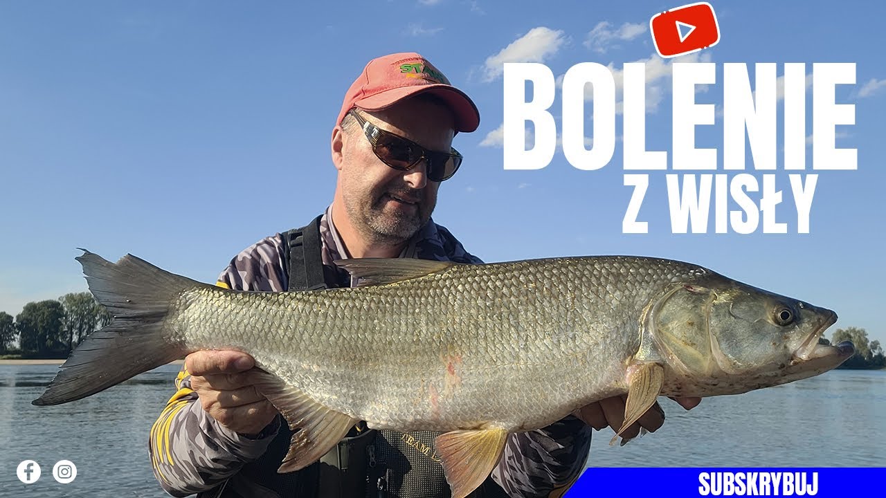 Jak i czym złowić BOLENIA z dużej rzeki? / BOLENIE z Wisły za dnia i zmierzchu. #bolenie #wędkarstwo