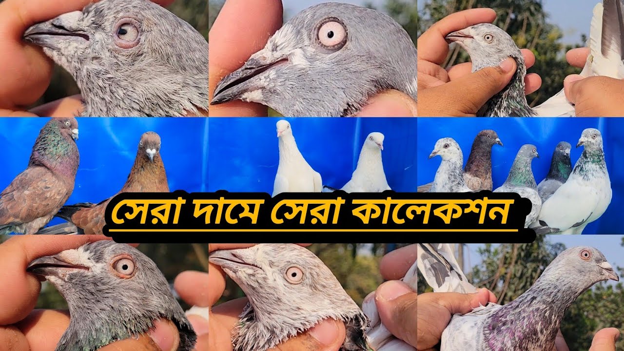 #বাংলাদেশের সবচাইতে সেরা গিরিবাজ কবুতরগুলো একসাথে 