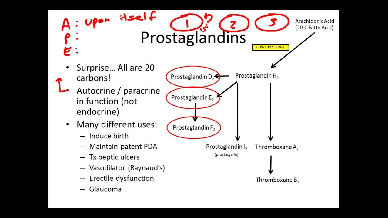 Understanding Eicosanoids:  The Basics