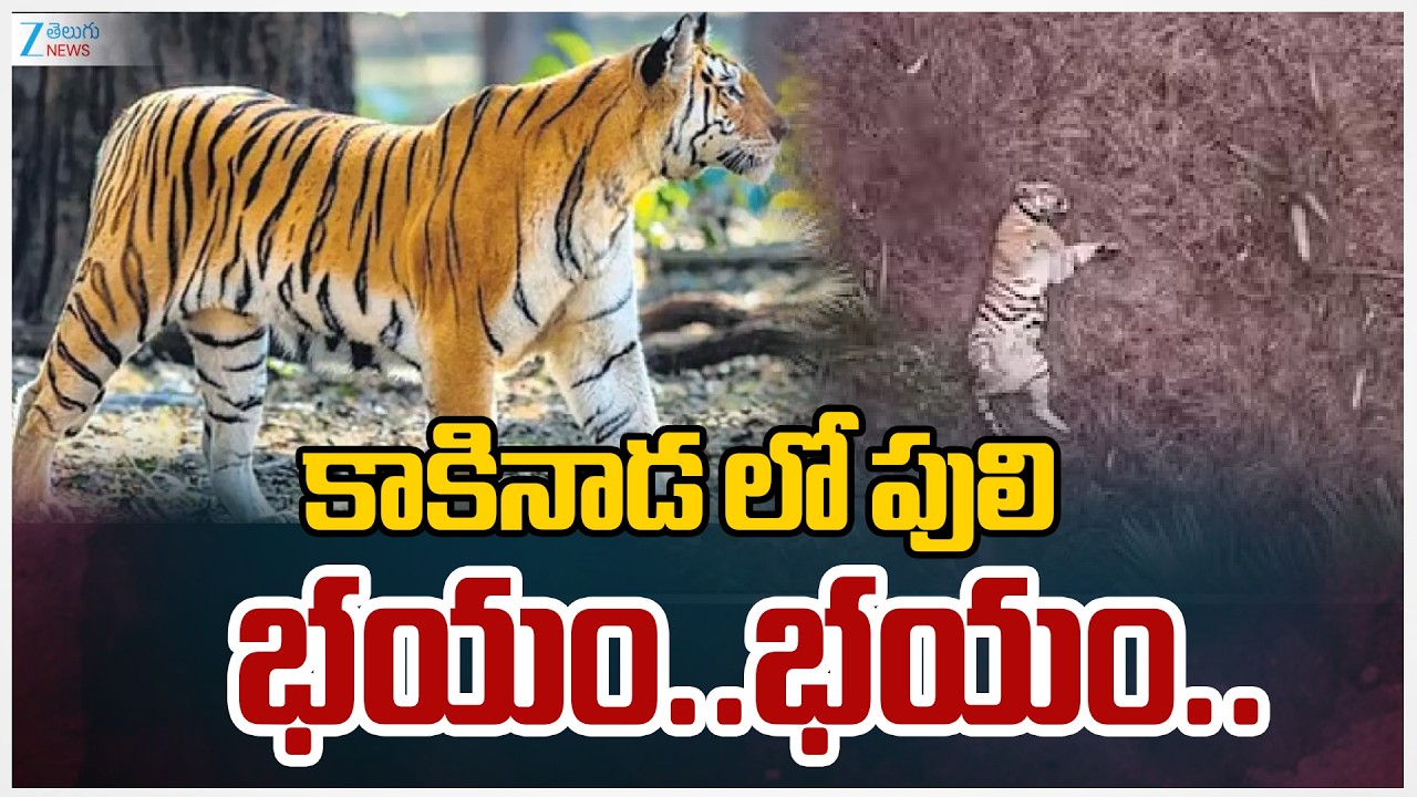 Kakinada Tiger Tension | కాకినాడ లో పులి భయం..భయం.. | ZEE Telugu News