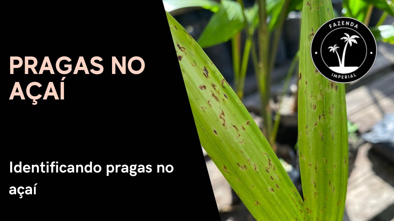 Pragas no açaí