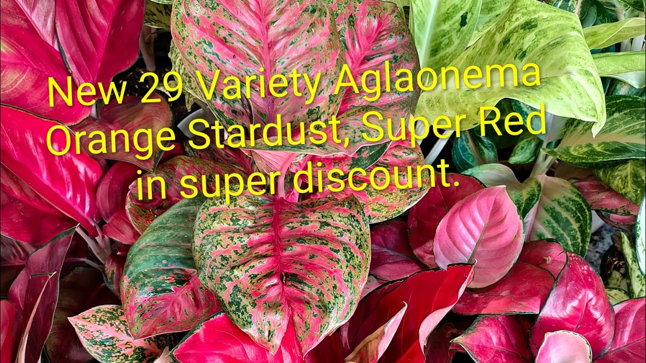 Vinayaka Plants. 29 variety aglaonema sale video.