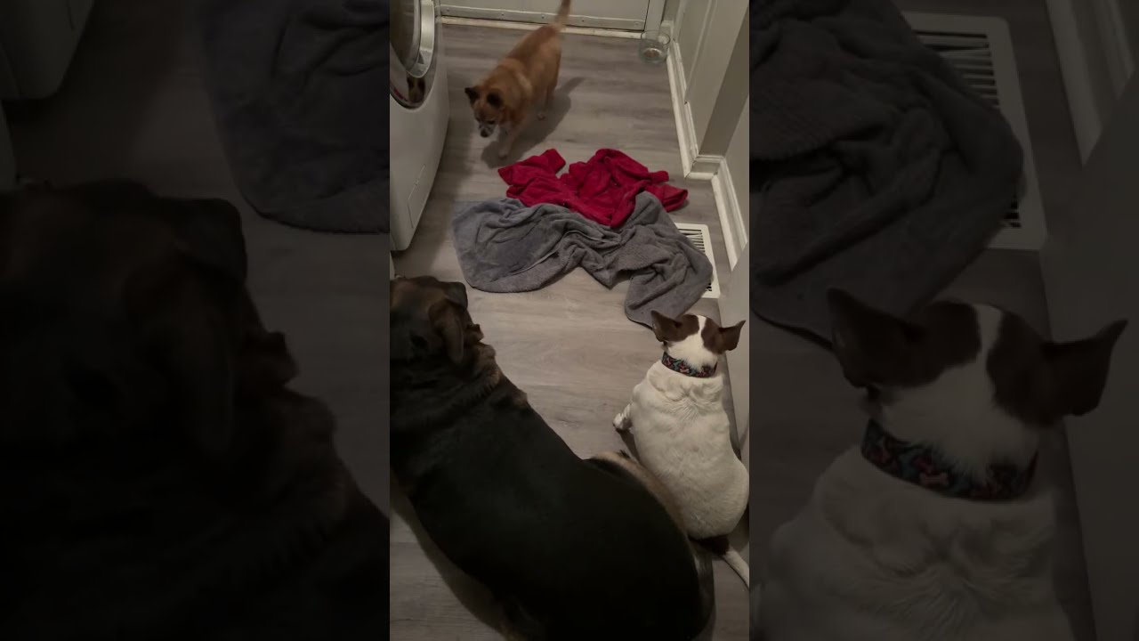 #dogs Lilo, Nezuko, and Lucky So cute dogs
