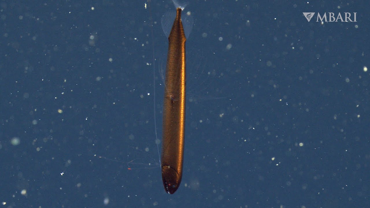 A remarkable new sighting: Dragonfish lurk in the dark depths