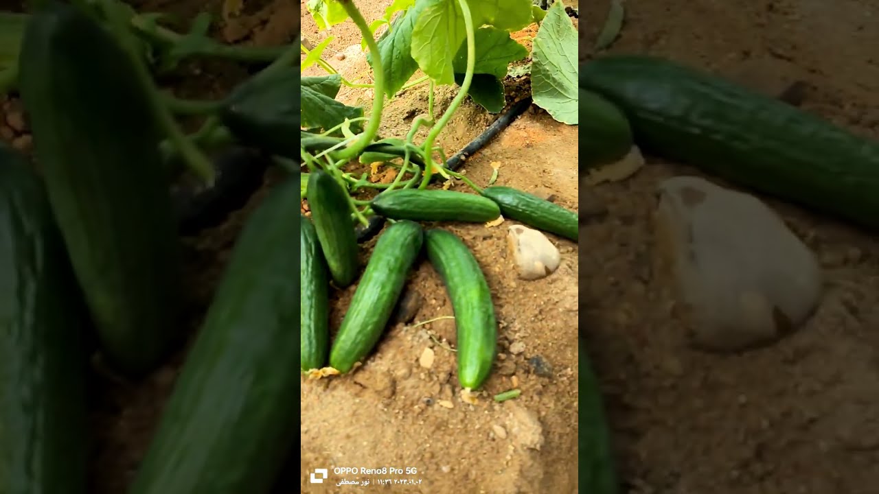 خيار بلجينو شركة فأين سيدز