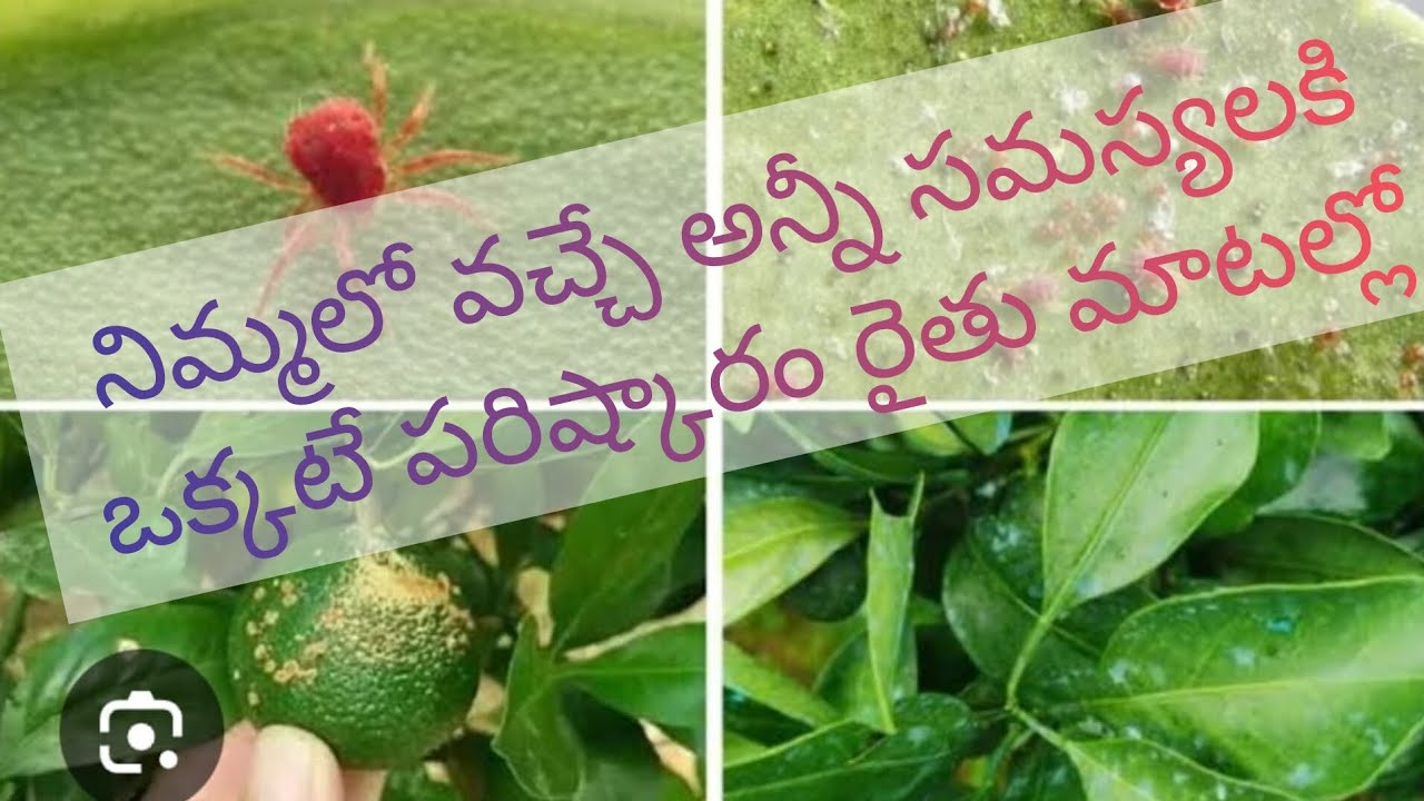 నిమ్మ మరియు బతయి లో నల్లి ,పచ్చదోమ, తెల్లదోమ, పెనుబంక మరియు తామరపురుగుకి ఒక్కటే పరిష్కారం.