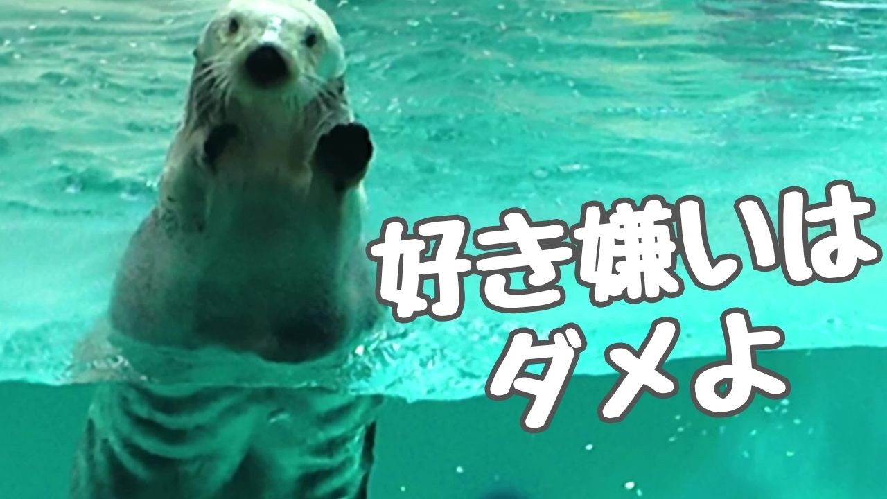 ラッコ ⭐キラちゃんの好き嫌い「イカの軟骨はお返しします！」🦑 #鳥羽水族館 #seaotter #meoTube_Travel