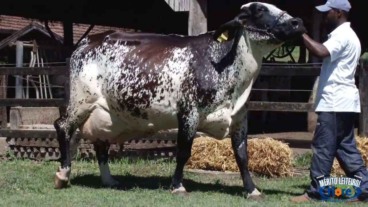 LOTE 21   FIORE