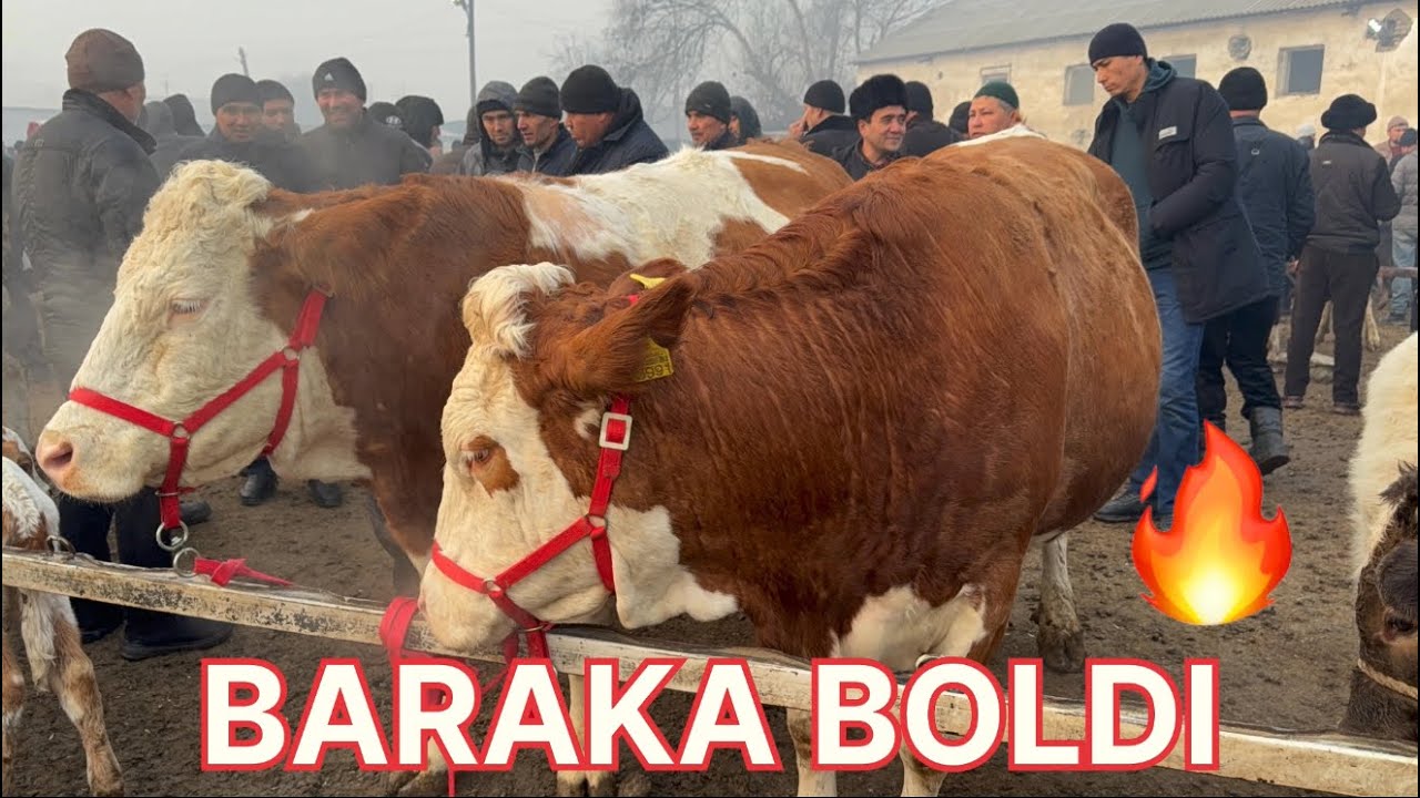 Buvayda Yangiqo‘rgon ABZOR 💣 Bug‘oz sigirlar — NARX BOMBA! Shoshiling!