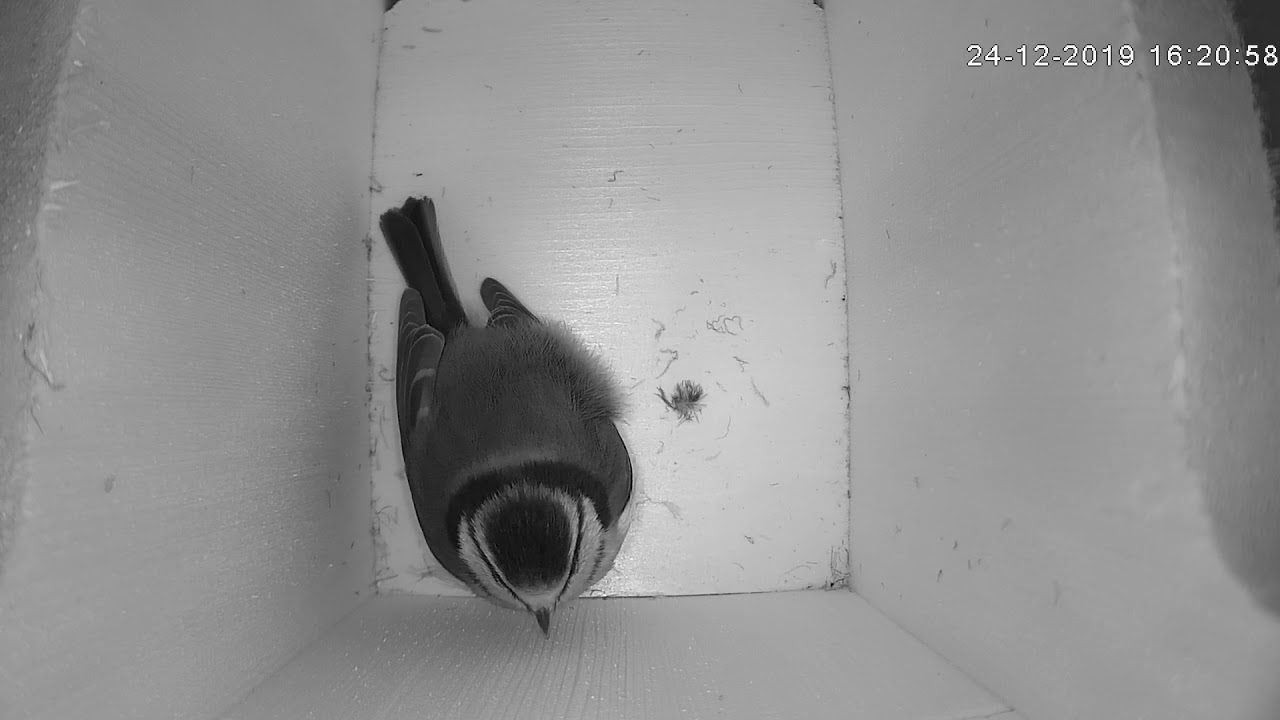 Blue tit sheltering in our bird box during cold winter nights.