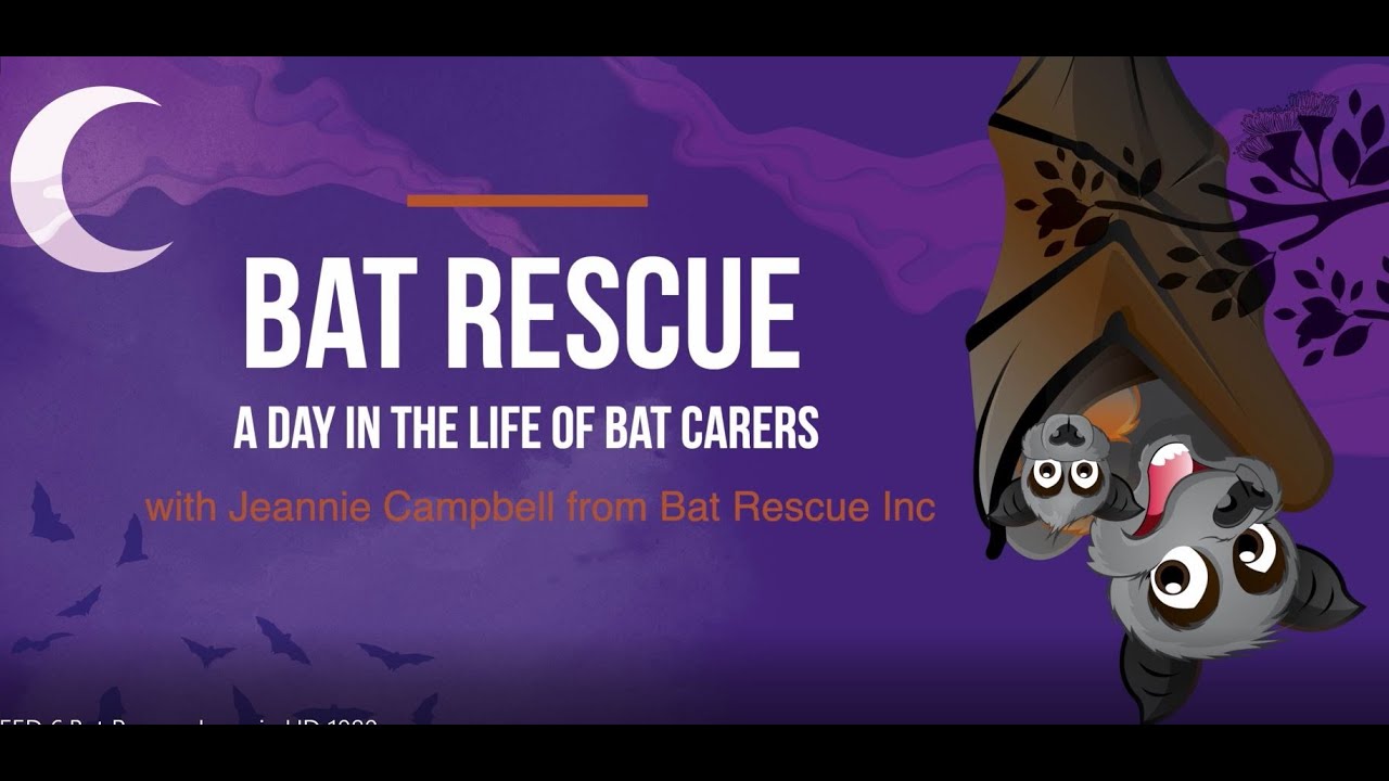 A day in the life of a Bat Rescue Carer on the Sunshine Coast