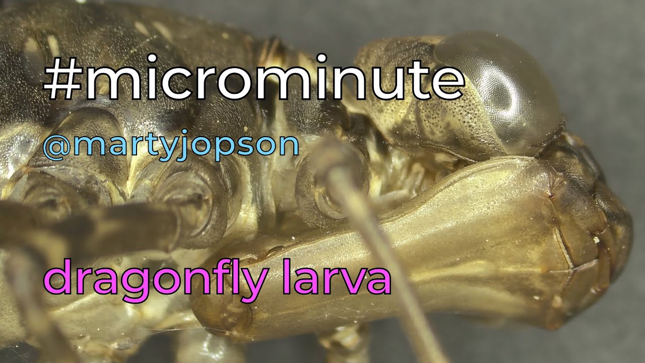 #microminute 35 dragonfly larva