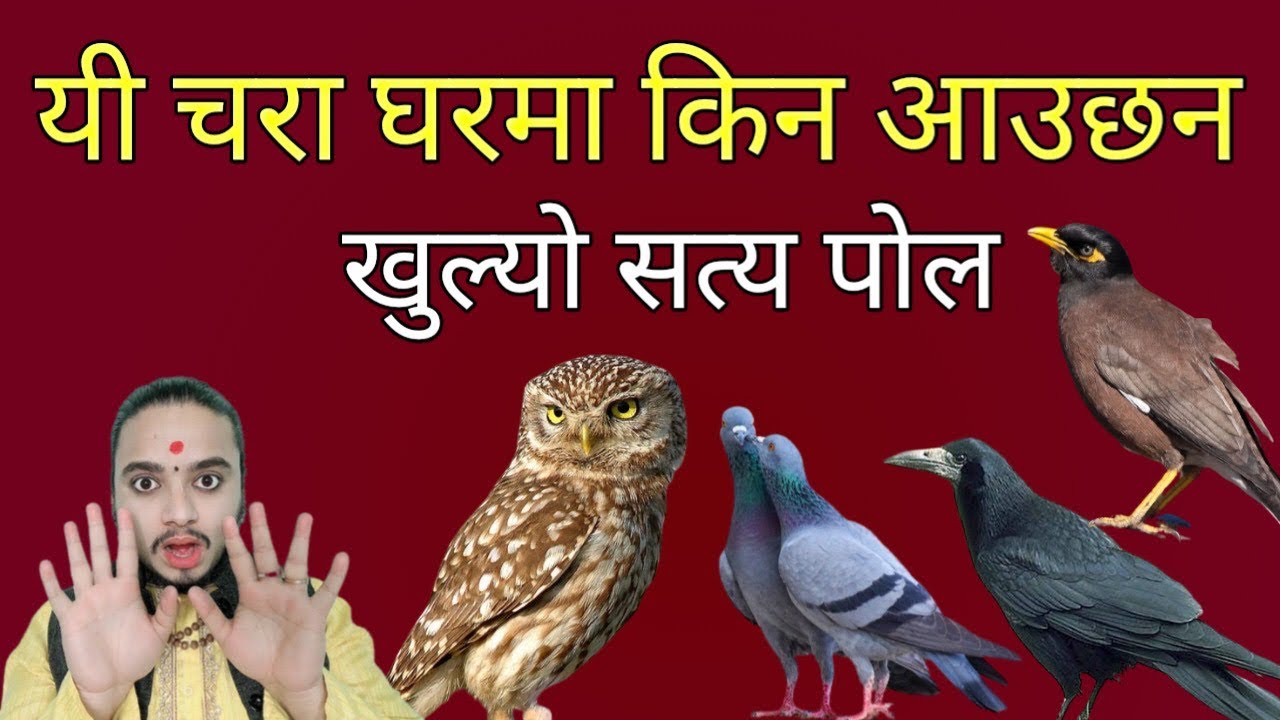 यी चरा घरमा किन आउछन/जानौ रहस्य/shreeguru