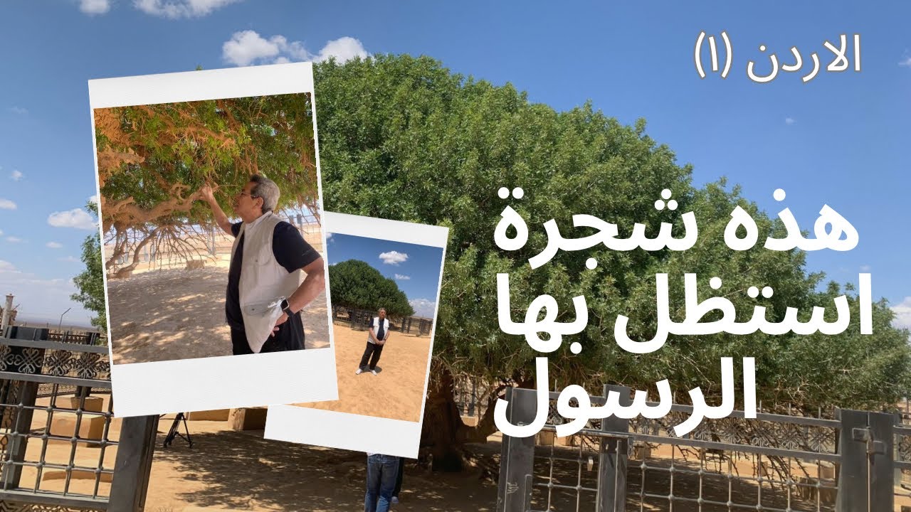 الأردن| الشجرة المعجزة.. استظل بها الرسول من ١٥٠٠ سنة ومازالت خضراء حتى اليوم..