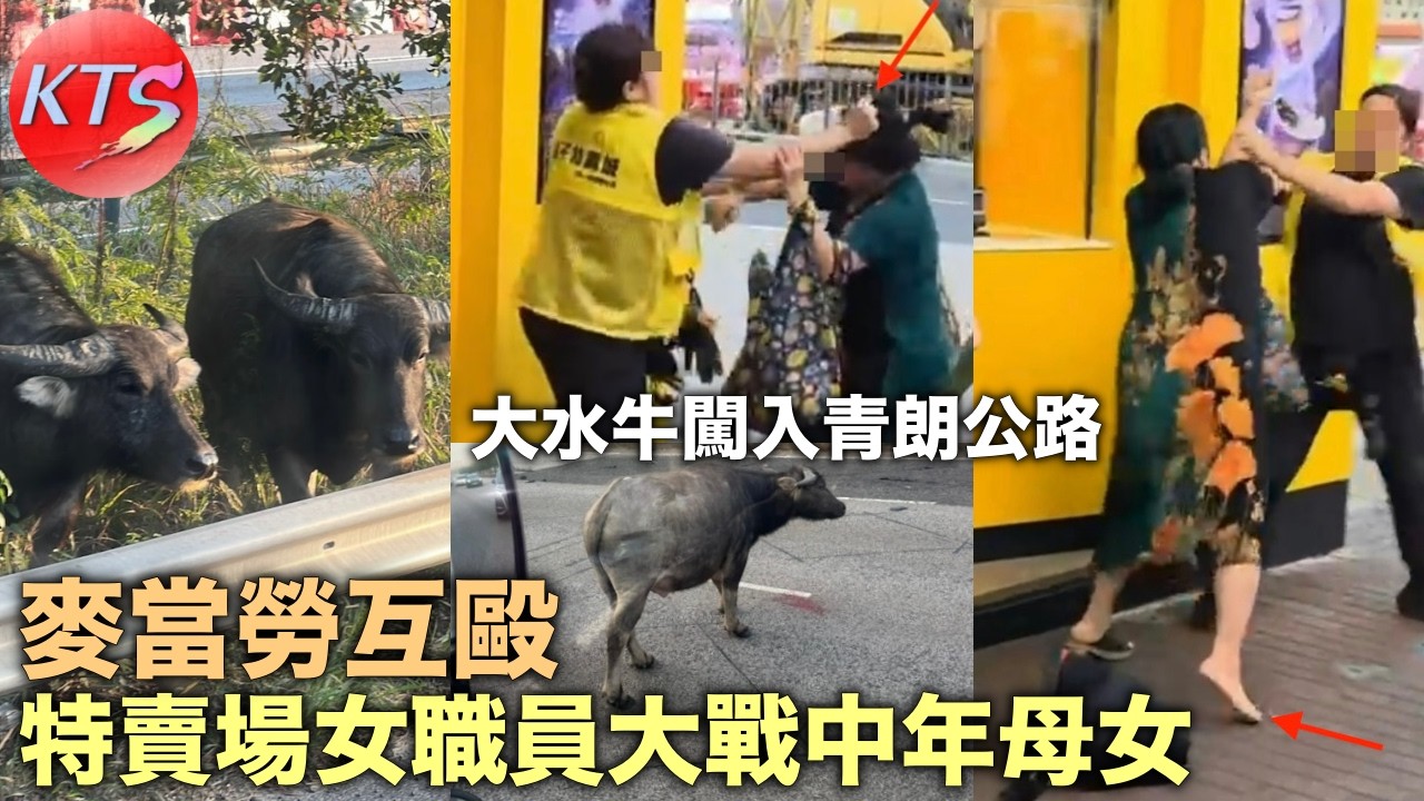 麥當勞互毆 特賣場女職員大戰中年母女 大水牛闖入青朗公路